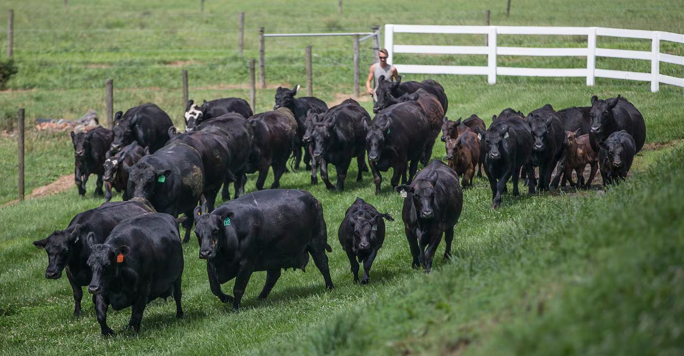 Herd of cows in a field