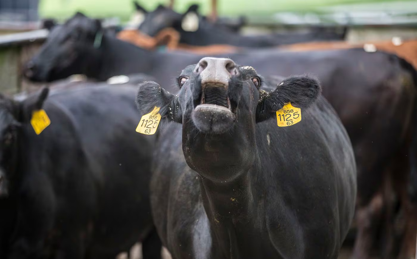 A black angus cow mooing at Herr Angus Farms in West Nottingham Township, Chester County